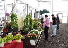 Visitors checking out the varieties presented at the Vivero booth.